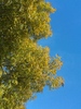 arbres & ciel 1