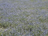 irving bluebonnets